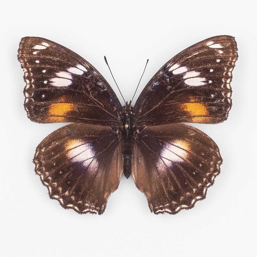Hypolimnas bolina naresii - , ♀